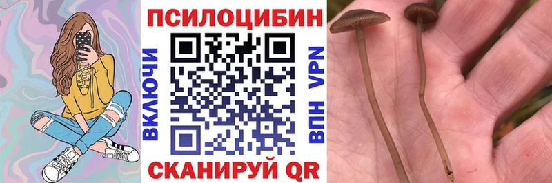 Псилоцибиновые грибы Psilocybe Пыталово